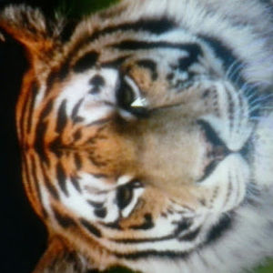 Meet your Posher, Braden